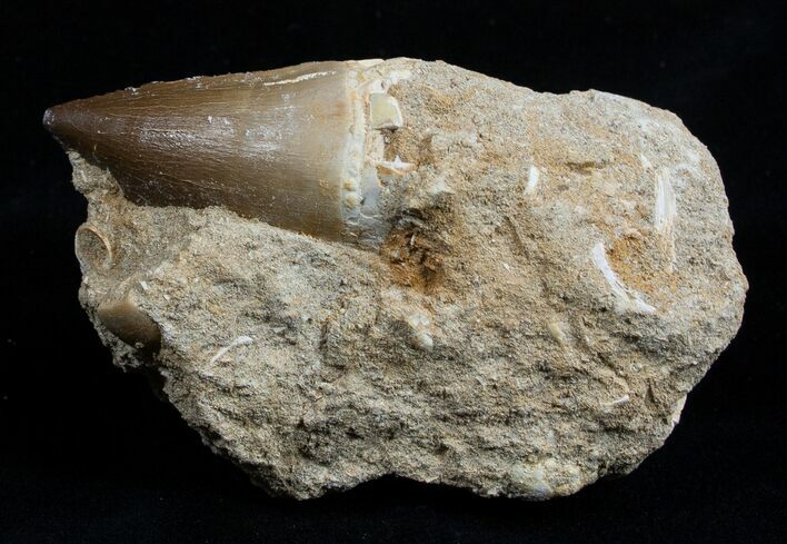 Large Mosasaurus Tooth In Matrix #1769